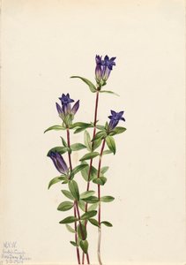 Riverbank Gentian Gentiana affinis, 1924 de Mary Vaux Walcott