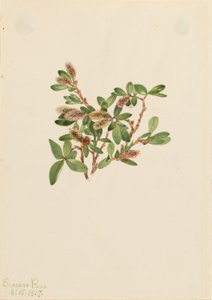 Salgueiro-das-rochas (Salix petrophila) de Mary Vaux Walcott