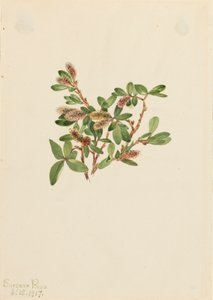 Rock Willow Salix Petrophila, 1917. de Mary Vaux Walcott