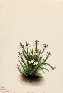 Cassiope das Montanhas Rochosas (Cassiope mertensiana) de Mary Vaux Walcott