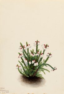 Rocky Mountain Cassiope Cassiope mertensiana, 1924. de Mary Vaux Walcott