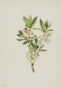 Rododendro das Montanhas Rochosas (Rhododendron albiflorum) de Mary Vaux Walcott