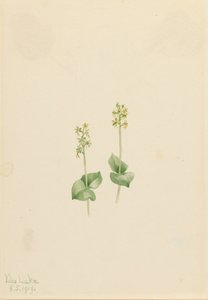 Rocky Mountain Twayblade Ophrys necrophylla, 1919. de Mary Vaux Walcott