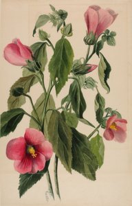 Genciana-rosa (Sabbatia angularis) de Mary Vaux Walcott