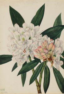 Rododendro de Rosebay (Rhododendron maximum) de Mary Vaux Walcott