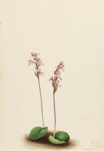 Orquídea de folha redonda (Orchis rotundifolia) de Mary Vaux Walcott