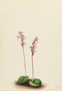 Roundleaf Orchis Orchis rotundifolia, 1924. de Mary Vaux Walcott