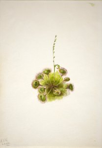 Dedaleira-de-folha-redonda (Drosera rotundifolia) de Mary Vaux Walcott