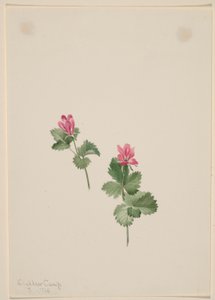 Rubus articus de Mary Vaux Walcott