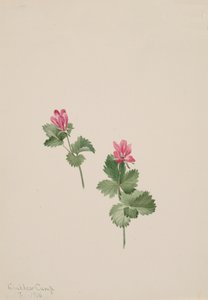 Rubus articus, 1881. de Mary Vaux Walcott