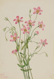 Roseira brava do sapal (Sabbatia stellaris) de Mary Vaux Walcott
