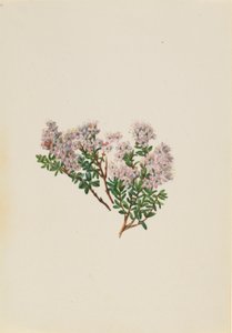 Murta-das-areias (Leiophyllum lyoni) de Mary Vaux Walcott