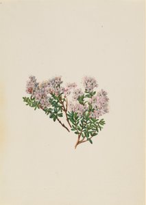 Sand Myrtle Leiophyllum lyoni, ca. 1930s. de Mary Vaux Walcott