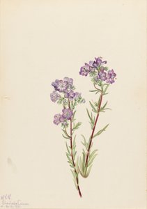 Sand Phacelia Phacelia linearis, 1923. de Mary Vaux Walcott