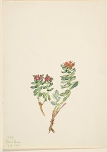 Sanifoiga ascendedus, 1920 de Mary Vaux Walcott