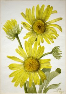 Cabeça-de-dourada-de-folha-acetinada (Enceliopsis covillei) de Mary Vaux Walcott