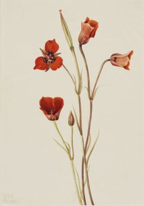 Mariposa escarlate (Calochortus kennedyi) de Mary Vaux Walcott