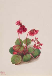 Schizocodon soldanelloides, 1936. de Mary Vaux Walcott