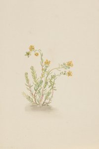 Sedum stenopetalum, ca. 1917-1918. de Mary Vaux Walcott