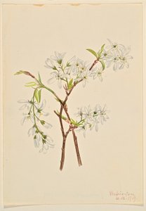 Sável (Amelianchier oblongifolia) de Mary Vaux Walcott