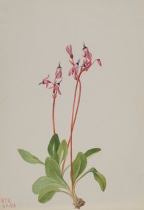 Estrela cadente (Dodecatheon hendersonii) de Mary Vaux Walcott