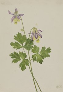 Shortspur Columbine Aquilegia brevistyla, 1907. de Mary Vaux Walcott