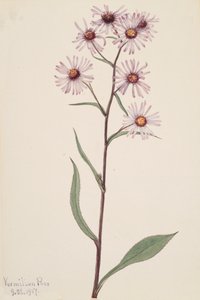 Showy Aster Aster Aster conspicuus, 1917. de Mary Vaux Walcott