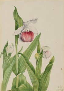 Chinelo de senhora vistoso (Cypripedium reginae) de Mary Vaux Walcott