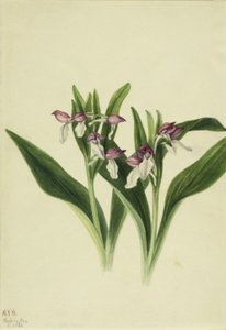 Orquídea vistosa (Orchis spectabilis) de Mary Vaux Walcott