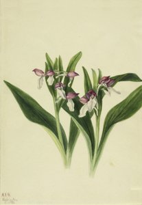 Showy Orchis Orchis spectabilis, 1926. de Mary Vaux Walcott