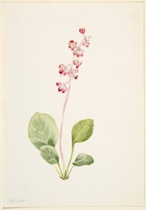 Pirola vistosa (Pyrola asarifolia) de Mary Vaux Walcott