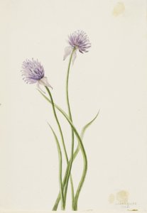 Cebola da Sibéria (Allium sibericum) de Mary Vaux Walcott