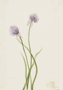 Cebola Siberiana Allium sibericum, 1903. de Mary Vaux Walcott