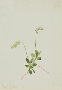 Sidebells Pyrola Pyrola secunda, 1916. de Mary Vaux Walcott