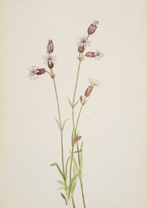Silene multicaulis, ca. 1900-1920. de Mary Vaux Walcott