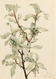 Amora-preta (Elaeagnus commutata) de Mary Vaux Walcott