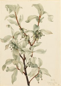 Silverberry Elaeagnus commutata, 1922. de Mary Vaux Walcott