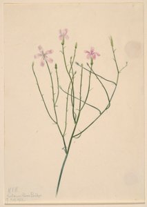 Flor-esqueleto (Lygodesmia juncea) de Mary Vaux Walcott