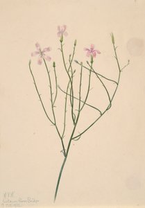 Skeleton Flower Lygodesmia juncea, 1923. de Mary Vaux Walcott
