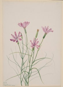 Erva-esqueleto (Lygodesmia grandiflora) de Mary Vaux Walcott