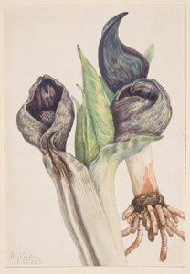Couve-da-índia (Spathyema foetida) de Mary Vaux Walcott