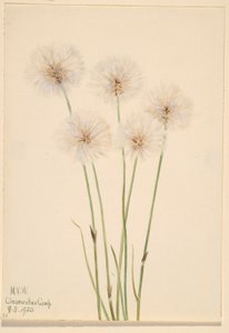 Erva-do-algodoeiro (Eriophorum chamissonis) de Mary Vaux Walcott