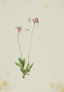Estrela-dos-sapateiros (Dodecatheon pauciflorum) de Mary Vaux Walcott