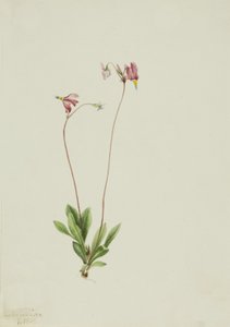 Slender Shootingstar Dodecatheon pauciflorum, 1909. de Mary Vaux Walcott