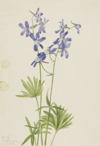 Larkspur fino (Delphinium depauperatum) de Mary Vaux Walcott