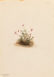 Arando pequeno (Oxycoccus palustris) de Mary Vaux Walcott