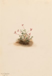Pequeno Cranberry Oxycoccus palustris, 1911. de Mary Vaux Walcott