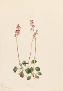 Pirola pequena (Pyrola minor) de Mary Vaux Walcott