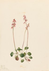 Pequena Pyrola Pyrola minor Pyrola minor, 1922. de Mary Vaux Walcott