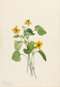 Violeta amarela lisa (Viola eriocarpa) de Mary Vaux Walcott